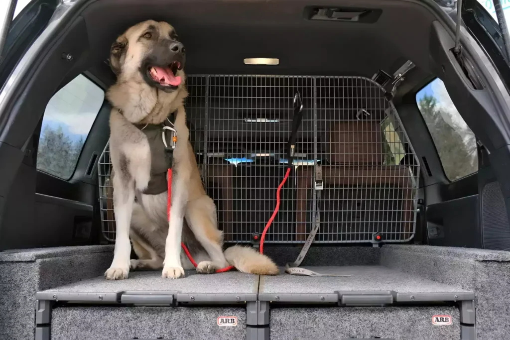 Volkswagen Tiguan Dog Safety Belt for Anatolian Shepherd Dogs
